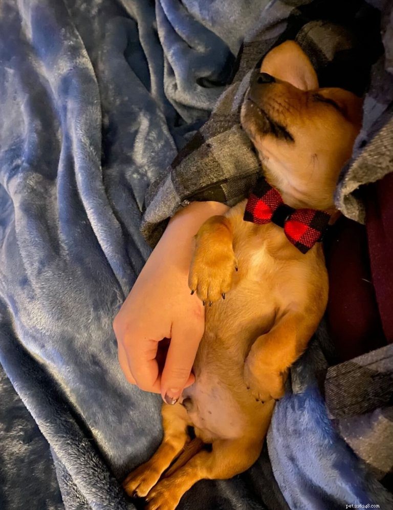 Do Dogs Dream? Insights into Their Sleep and Dreaming Patterns