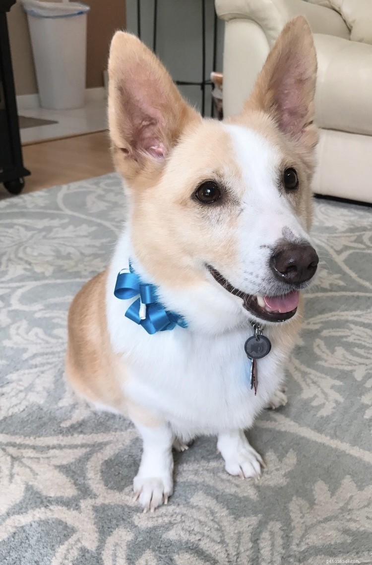 The Ultimate Corgi Care Guide: Breed Traits, History, Nutrition, and Training Tips