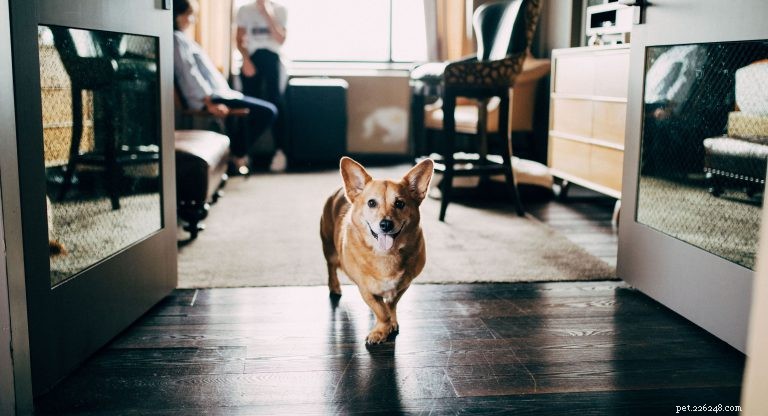 The Ultimate Corgi Care Guide: Breed Traits, History, Nutrition, and Training Tips