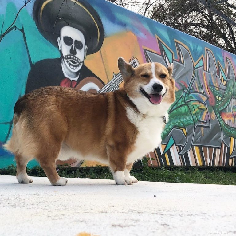 The Ultimate Corgi Care Guide: Breed Traits, History, Nutrition, and Training Tips