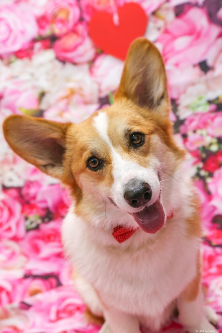 The Ultimate Corgi Care Guide: Breed Traits, History, Nutrition, and Training Tips