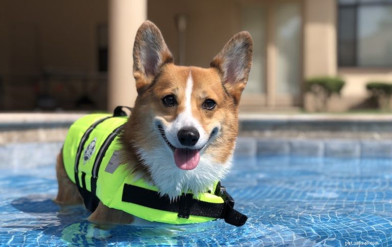 The Ultimate Corgi Care Guide: Breed Traits, History, Nutrition, and Training Tips