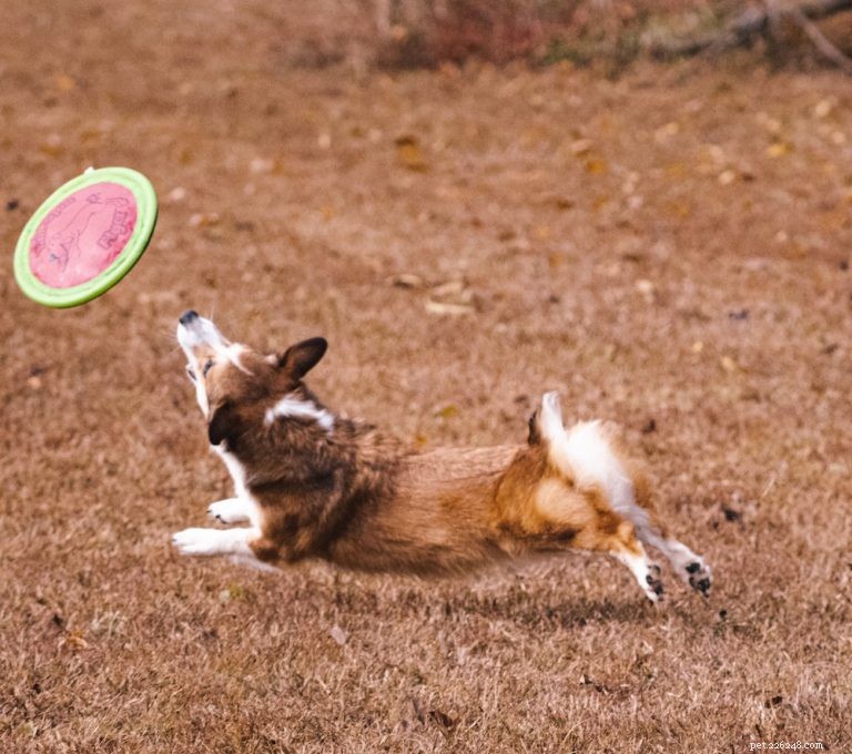 The Ultimate Corgi Care Guide: Breed Traits, History, Nutrition, and Training Tips