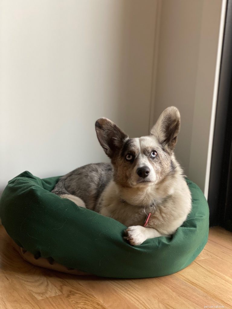 The Ultimate Corgi Care Guide: Breed Traits, History, Nutrition, and Training Tips