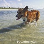 The Ultimate Corgi Care Guide: Breed Traits, History, Nutrition, and Training Tips
