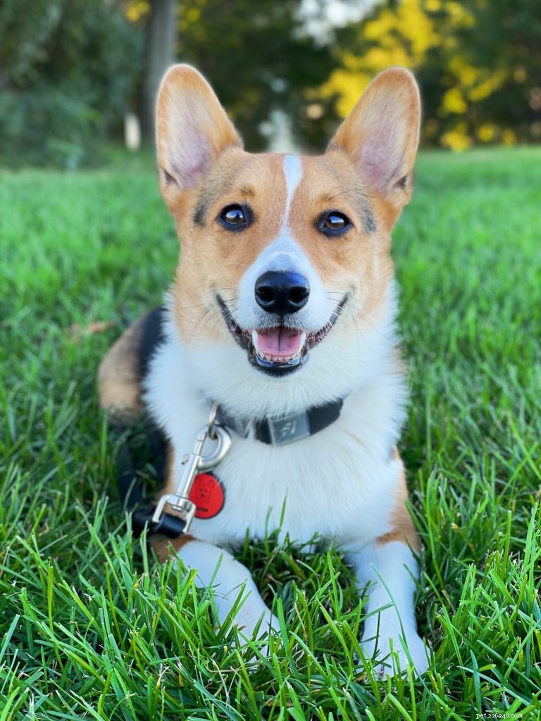 The Ultimate Corgi Care Guide: Breed Traits, History, Nutrition, and Training Tips