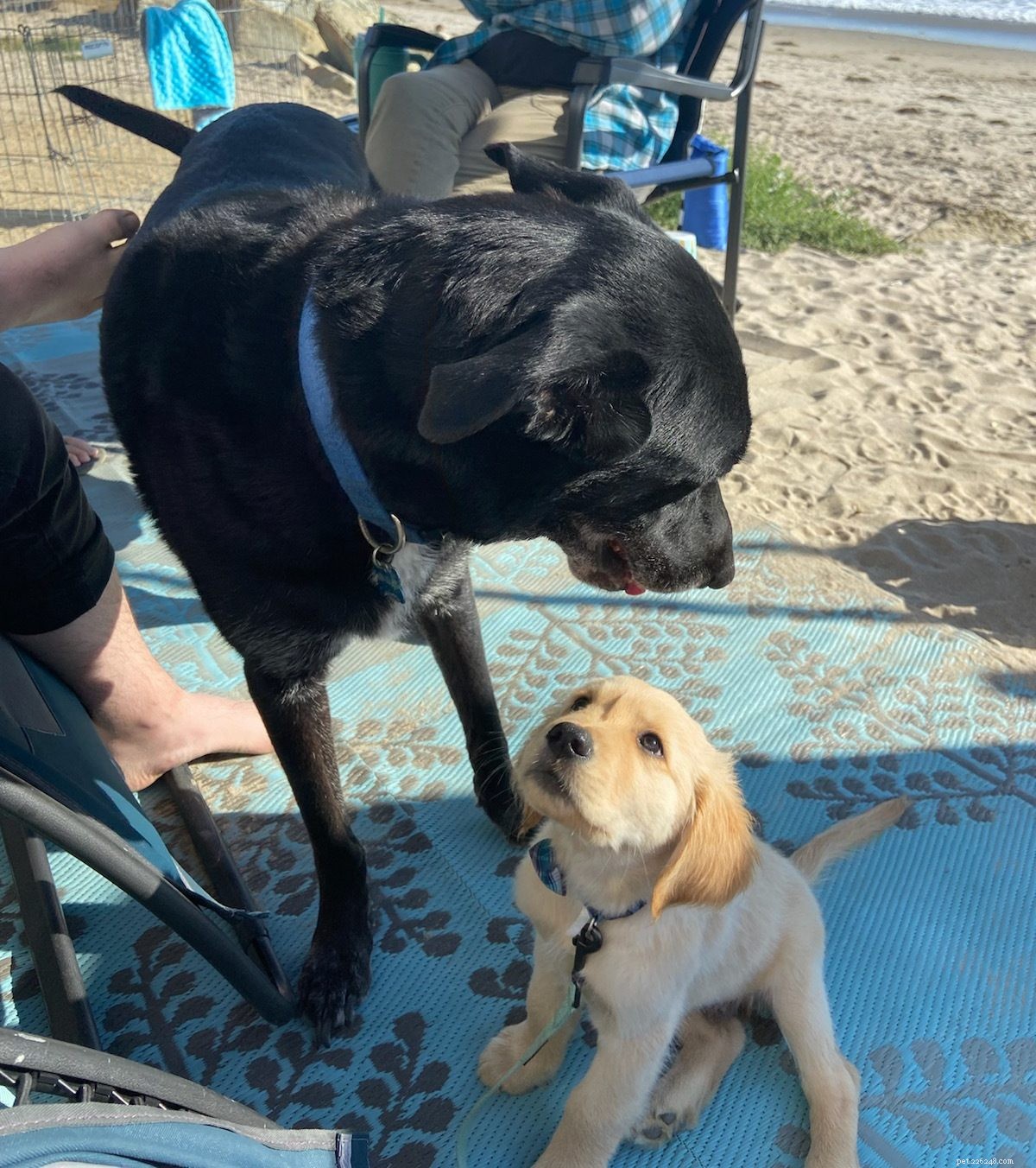 How to Successfully Introduce Dogs to Each Other: A Step-by-Step Guide