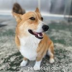 The Ultimate Corgi Care Guide: Breed Traits, History, Nutrition, and Training Tips