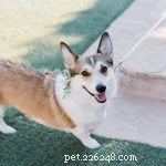 The Ultimate Corgi Care Guide: Breed Traits, History, Nutrition, and Training Tips