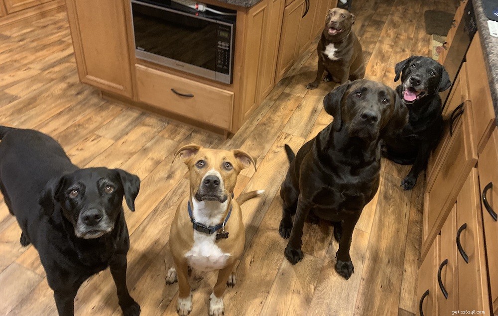 How to Successfully Introduce Dogs to Each Other: A Step-by-Step Guide