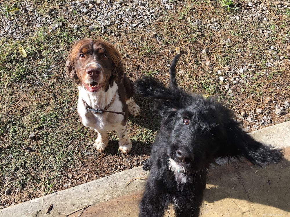 How to Successfully Introduce Dogs to Each Other: A Step-by-Step Guide