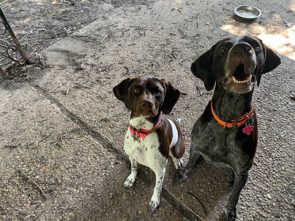 How to Successfully Introduce Dogs to Each Other: A Step-by-Step Guide