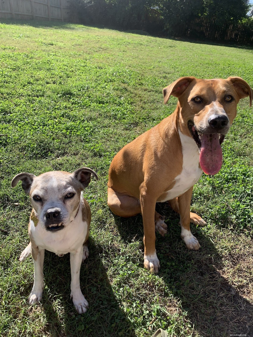 How to Successfully Introduce Dogs to Each Other: A Step-by-Step Guide