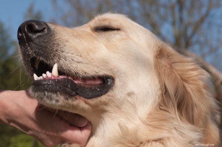 Should You Hug Your Dog? Expert Tips on Safe Pet Affection
