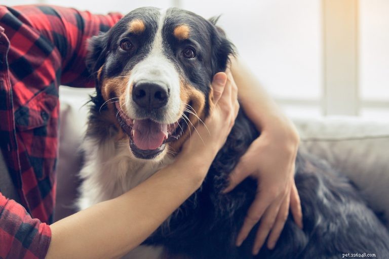 Should You Hug Your Dog? Expert Tips on Safe Pet Affection