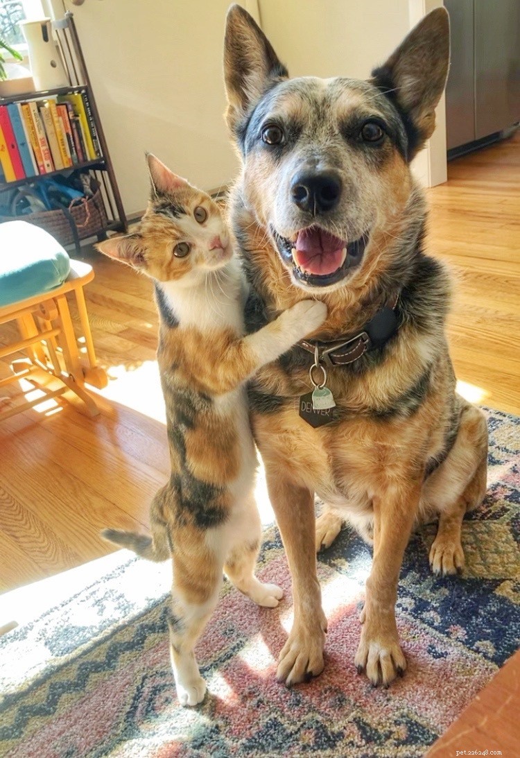 Should You Hug Your Dog? Expert Tips on Safe Pet Affection