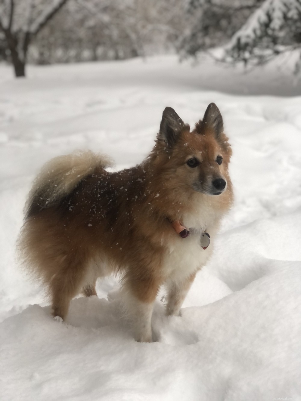 Comprehensive Pomeranian Care Guide: Personality, History, Nutrition & Tips
