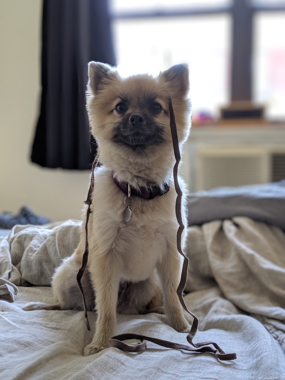 Comprehensive Pomeranian Care Guide: Personality, History, Nutrition & Tips