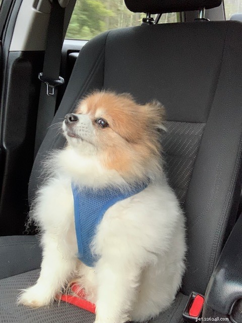 Comprehensive Pomeranian Care Guide: Personality, History, Nutrition & Tips
