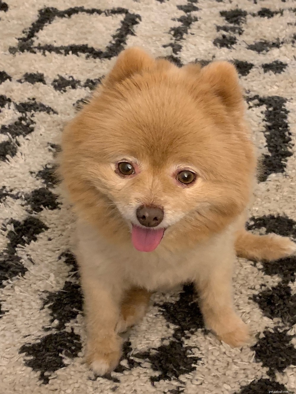 Comprehensive Pomeranian Care Guide: Personality, History, Nutrition & Tips