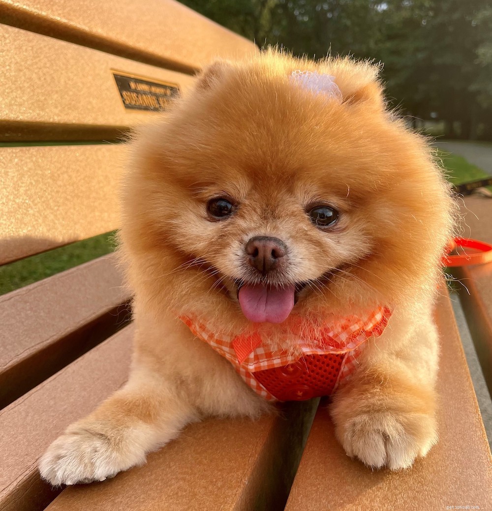 Comprehensive Pomeranian Care Guide: Personality, History, Nutrition & Tips