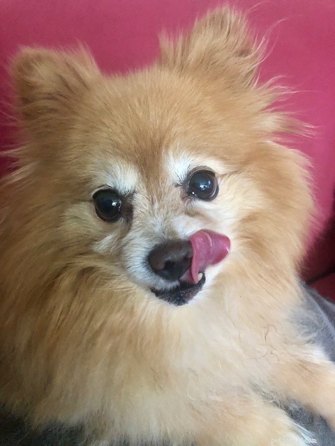 Comprehensive Pomeranian Care Guide: Personality, History, Nutrition & Tips
