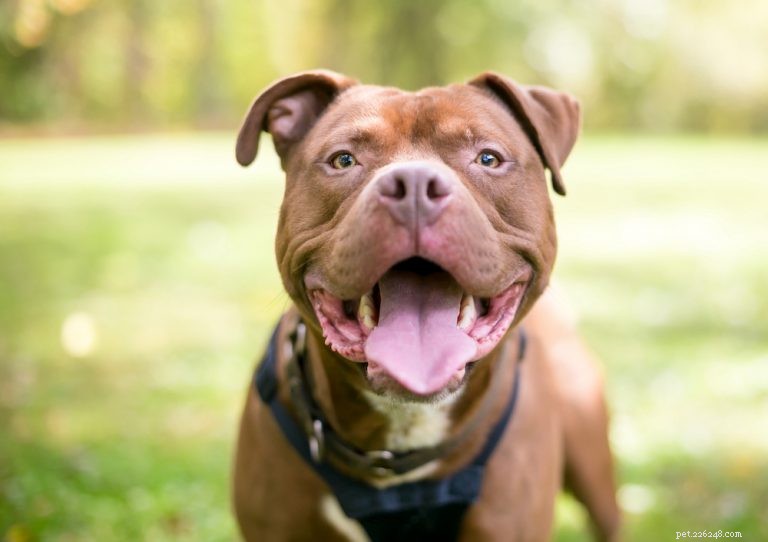 How to Tell If Your Dog Truly Loves You