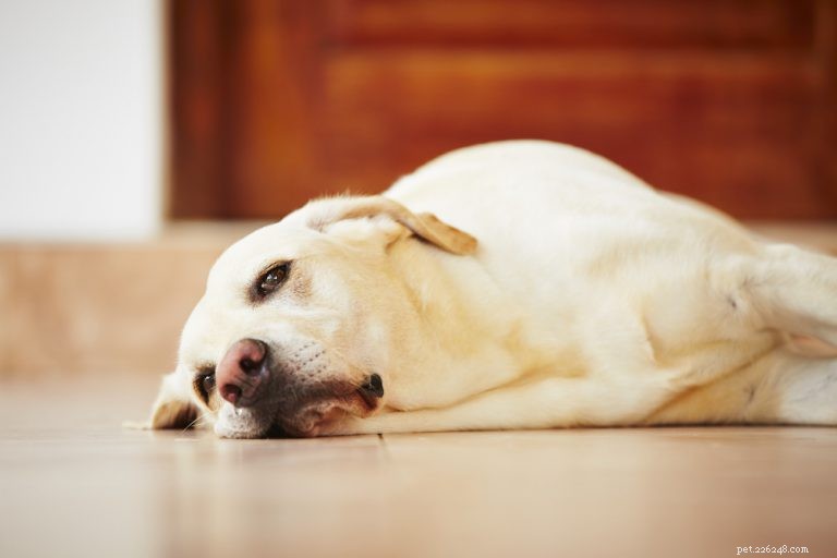 How to Tell If Your Dog Truly Loves You