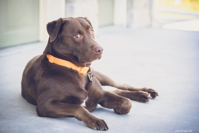 How to Tell If Your Dog Truly Loves You