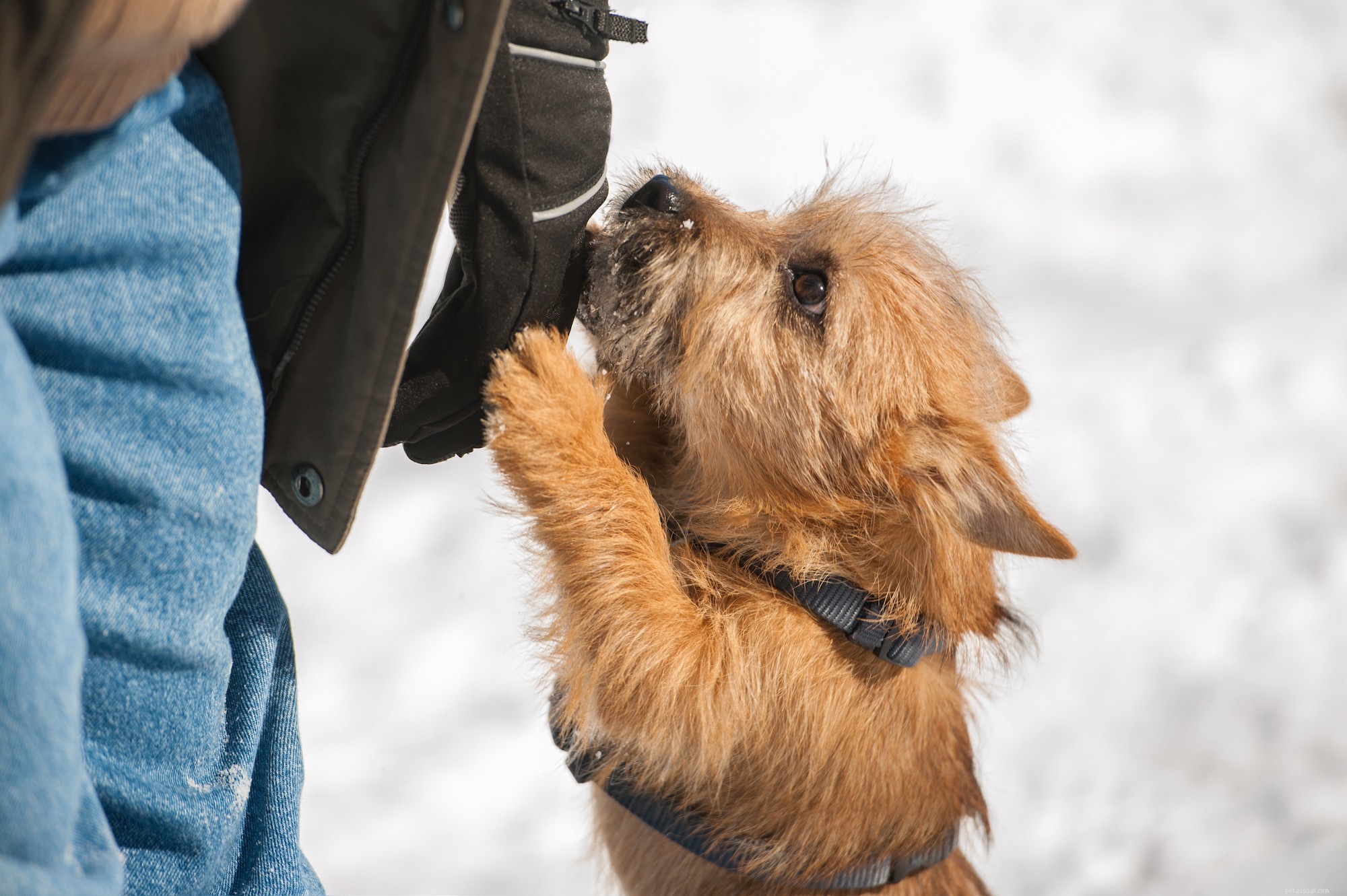 10 Essential Dog Care Fundamentals Every Owner Should Know