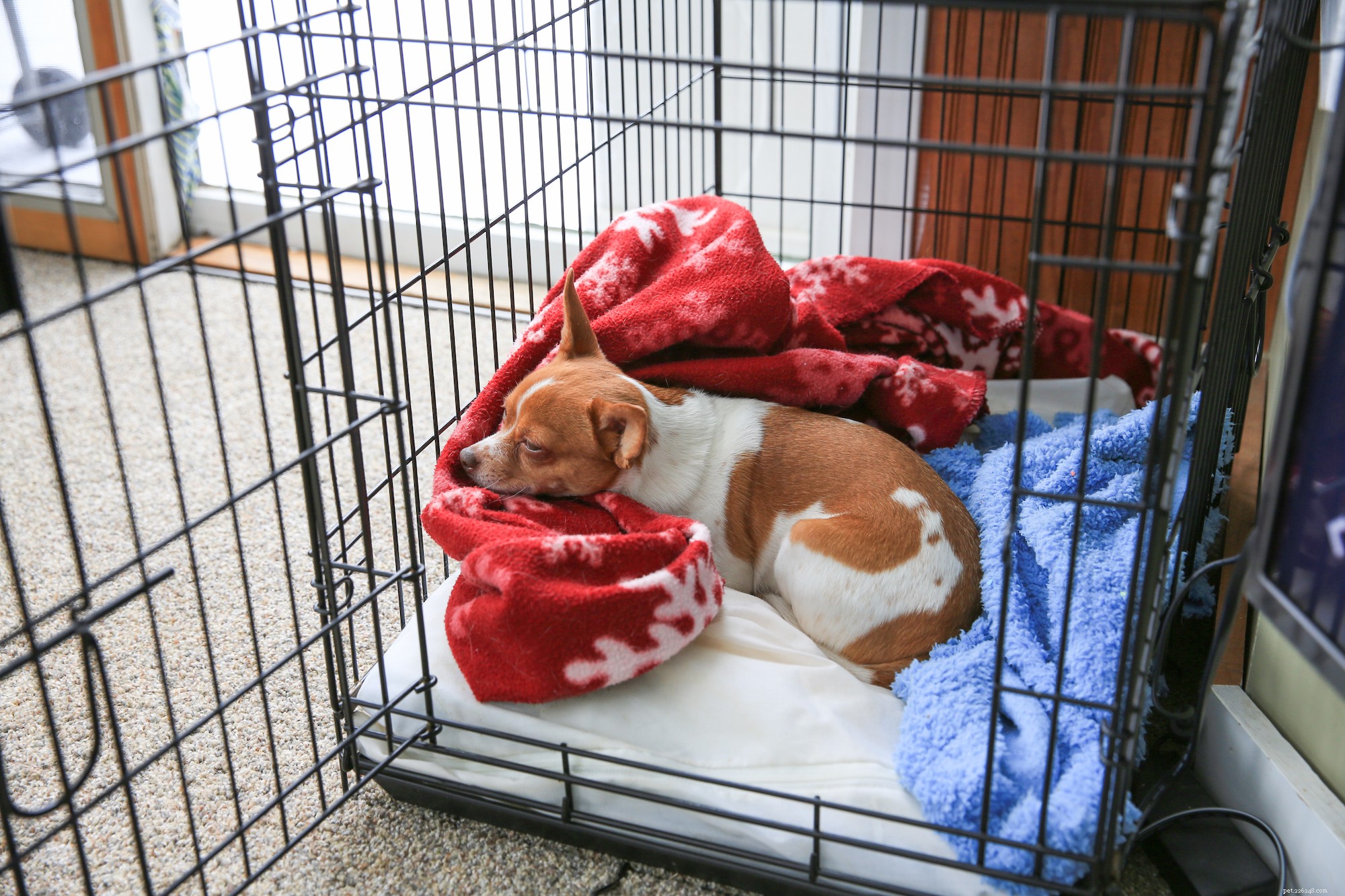 10 Essential Dog Care Fundamentals Every Owner Should Know