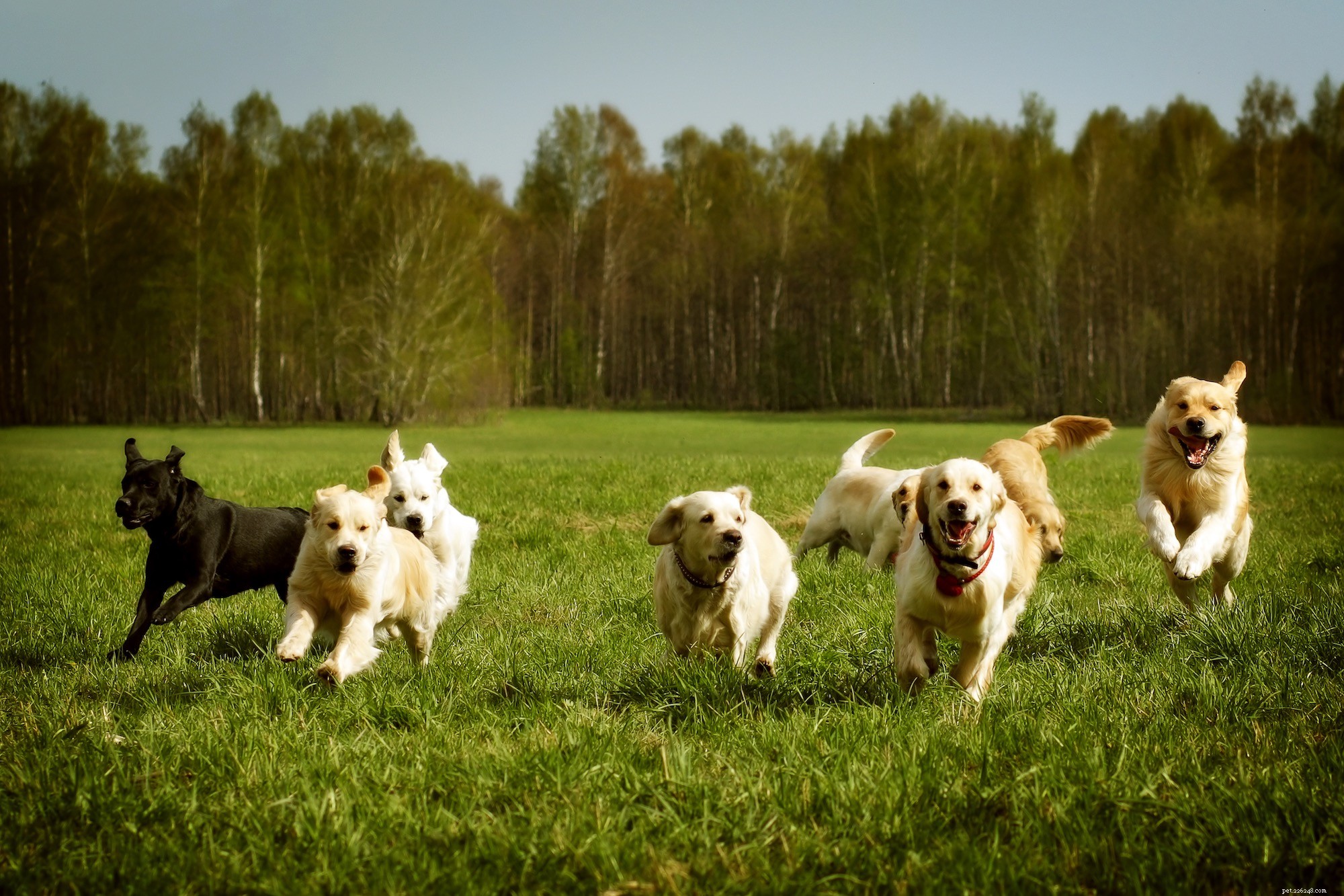 10 Essential Dog Care Fundamentals Every Owner Should Know