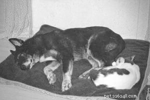 Proven Strategies to Help Cats and Dogs Coexist Harmoniously