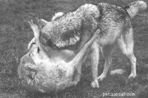 Debunking Alpha Dog Myths: Modern Science Over Dominance Training