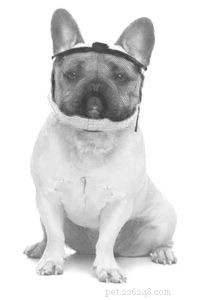 Dog Muzzles: Smart Use, Safety, and Selection Tips