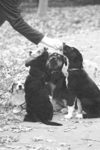 Mastering Puppy Playdates: Safe & Positive Supervision Tips