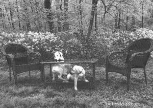 Mastering Puppy Playdates: Safe & Positive Supervision Tips