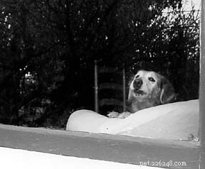 Does Your Dog Fear Thunder? Signs, Causes & How to Help