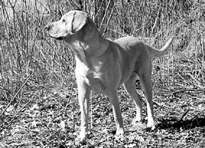 Hannah: From Playful Pup to Loyal Hunting Companion
