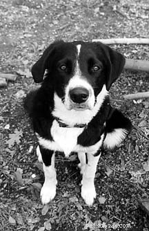 Unlock Your Dog’s Mind: Master Telepathic Communication