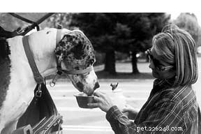 A Well‑Trained Dog Suddenly Aggressive? Immediate Steps to Protect Your Family