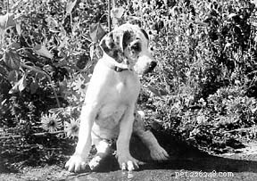 A Well‑Trained Dog Suddenly Aggressive? Immediate Steps to Protect Your Family