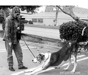 A Well‑Trained Dog Suddenly Aggressive? Immediate Steps to Protect Your Family