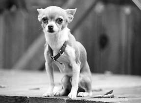 Effective Ways to Reduce Your Dog s Stress