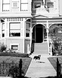 Electric Underground Fences: Benefits, Drawbacks, and Expert Insights