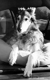 Helping Dogs Overcome Fear of Loud Noises