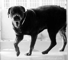 From Struggle to Success: The Inspiring Journey of Sergeant the Rottweiler