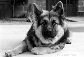 Is Your Dog a Bite Risk? Essential Safety Tips for Protecting Children