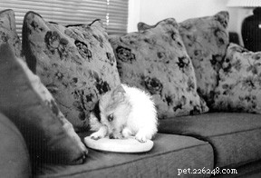 Effective Strategies for Managing Obsessive-Compulsive Dogs
