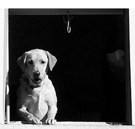 Expert Dog Training: Resolve Common Behavior Issues